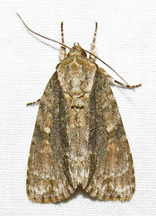 Acronicta connecta