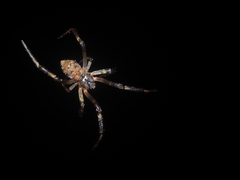 Episinus