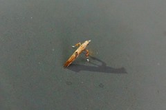 Caloptilia obliquatella