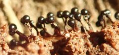 Trichia botrytis