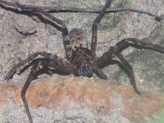 Heteropoda tetrica