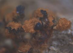 Trichia botrytis