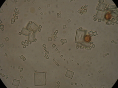 Trichia botrytis