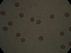 Trichia botrytis