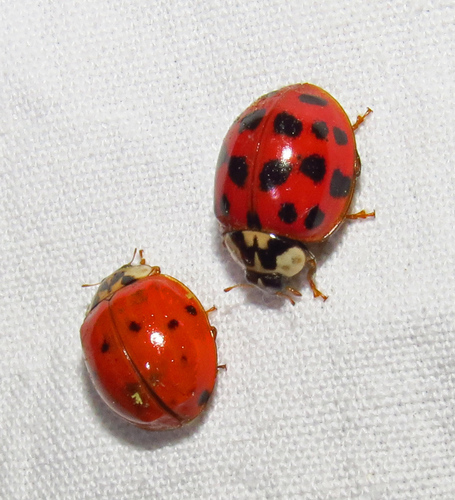 Asian Lady Beetle photographed in Alabama