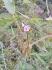 Glycine max soja