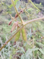 Glycine max soja