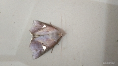 Pterogonia