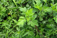 Artemisia lactiflora