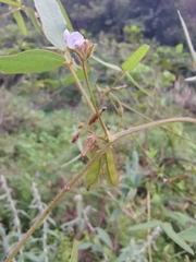 Glycine max soja