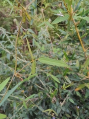 Glycine max soja