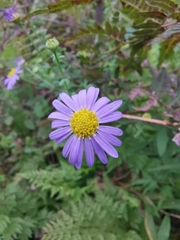 Aster indicus