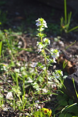 Euphrasia maximowiczii