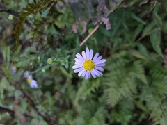 Aster indicus
