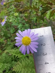 Aster indicus
