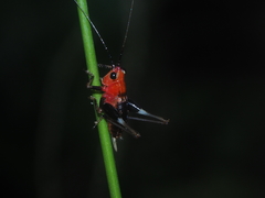 Conocephalus melaenus