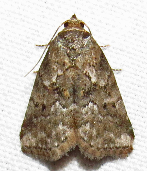 White-lined Graylets