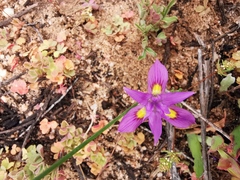 Moraea macrocarpa