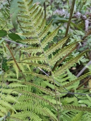 Macrothelypteris