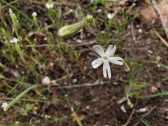 Silene undulata
