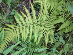 Macrothelypteris