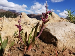 Lachenalia maximiliani