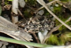 Paratettix argillaceus