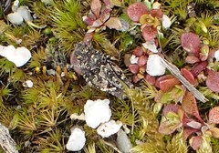 Paratettix argillaceus