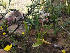 Lachenalia maximiliani