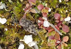 Paratettix argillaceus