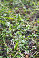 Euphrasia maximowiczii