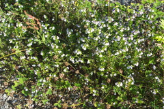 Euphrasia maximowiczii