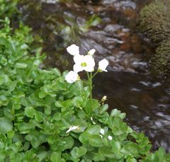 Cardamine prorepens