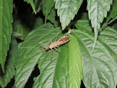 Epidaus