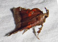 Clydonopteron sacculana