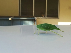 Trigonocorypha unicolor