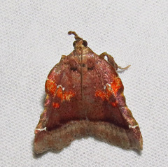 Clydonopteron sacculana