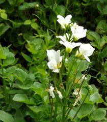Cardamine prorepens