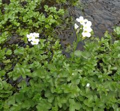Cardamine prorepens