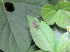 Acanthaspis westermanni