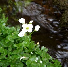 Cardamine prorepens