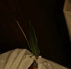 Trigonocorypha unicolor