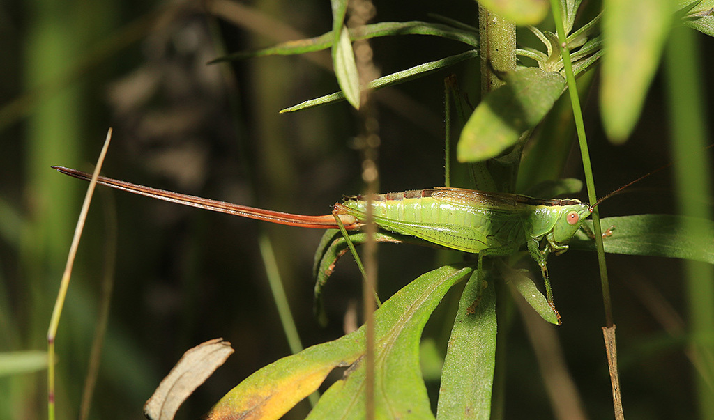 Conocephalus percaudatus