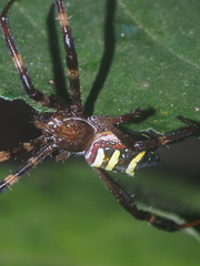 Argiope reinwardti
