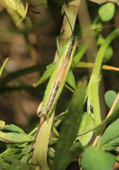 Conocephalus percaudatus