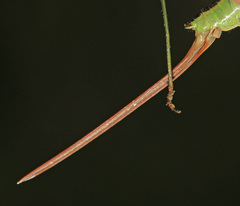 Conocephalus percaudatus