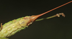 Conocephalus percaudatus