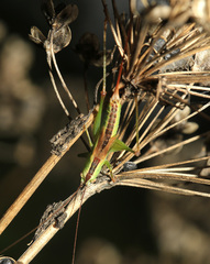 Conocephalus percaudatus