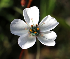 Drosera pauciflora