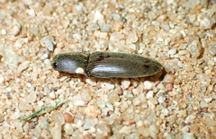 Pyrophorus
